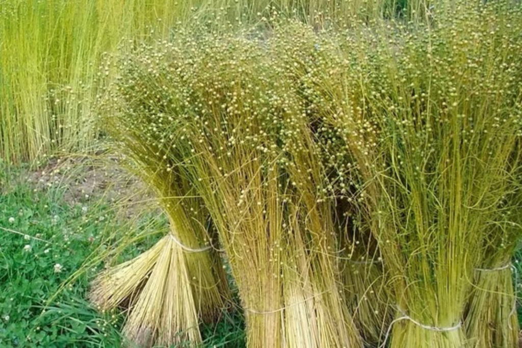 Fibra natural do linho Linum usitatissimum cultivada em campo — MN Tecidos